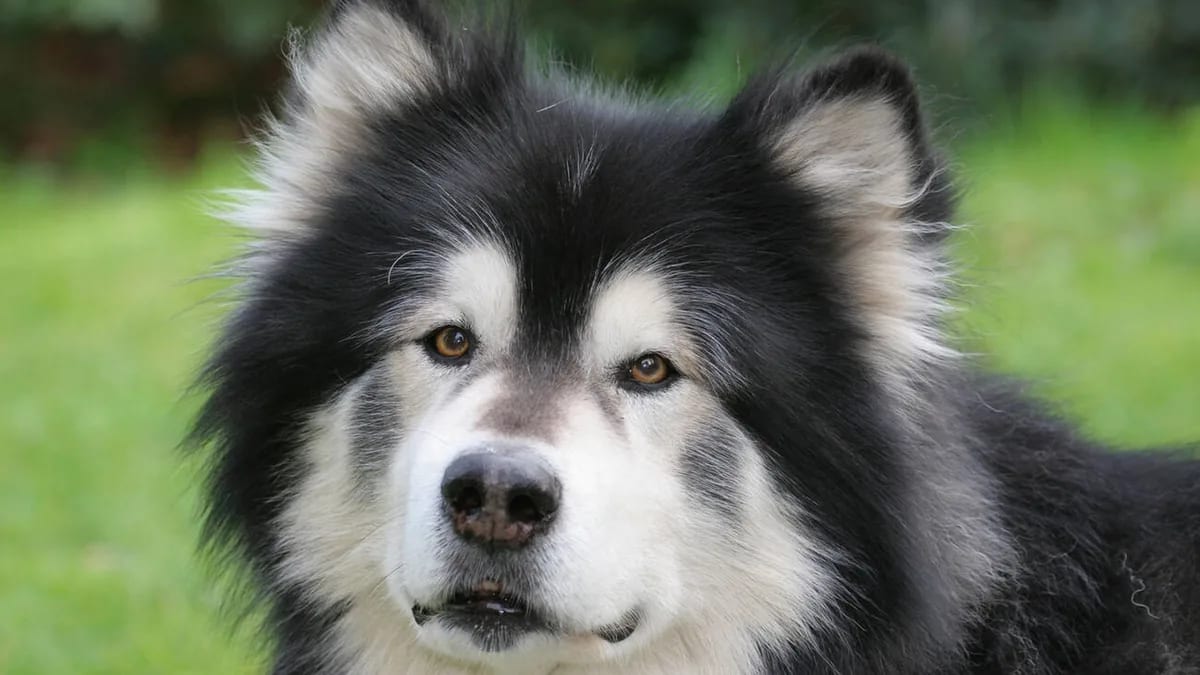 Primer plano de la cara de un malamute de Alaska negro y blanco, de pelaje esponjoso