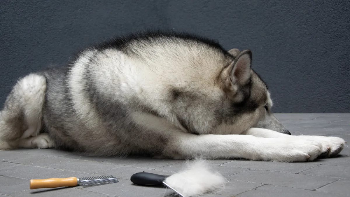 Malamute de Alaska echado en el suelo con mucho pelo suelto junto a cepillos de aseo
