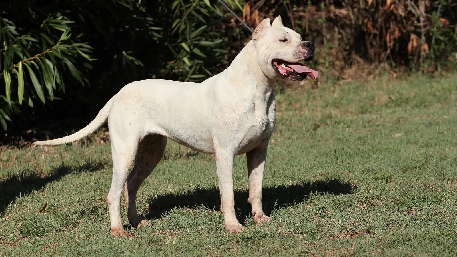 Dogo Argentino blanco de cuerpo entero al aire libre