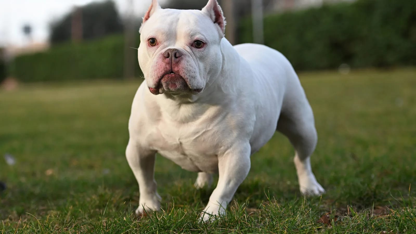 American Bully blanco, musculoso, de pie sobre el césped en un parque, plano general
