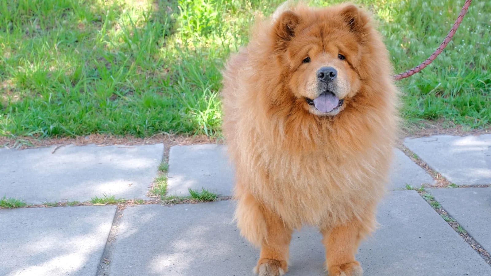 Chow Chow de pelaje canela de cuerpo entero, de pie sobre un sendero de baldosas en un parque