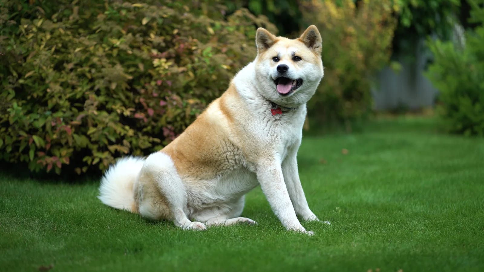 Akita inu de pelaje crema y blanco sentado sobre césped verde, con arbustos detrás