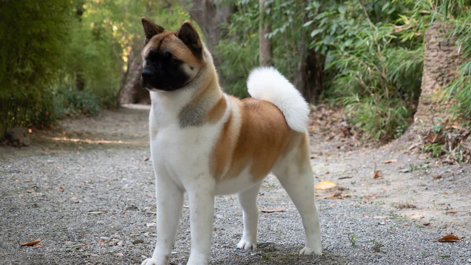 Akita americano adulto marrón y blanco de pie en un sendero de grava rodeado de vegetación