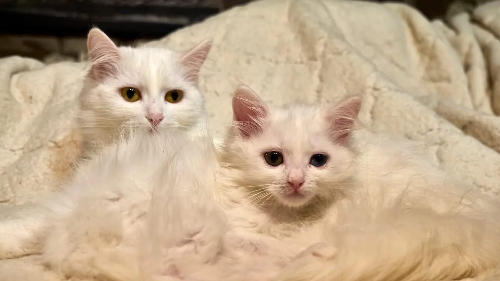 Gato blanco adulto de pelo largo sentado junto a un gatito blanco sobre una manta