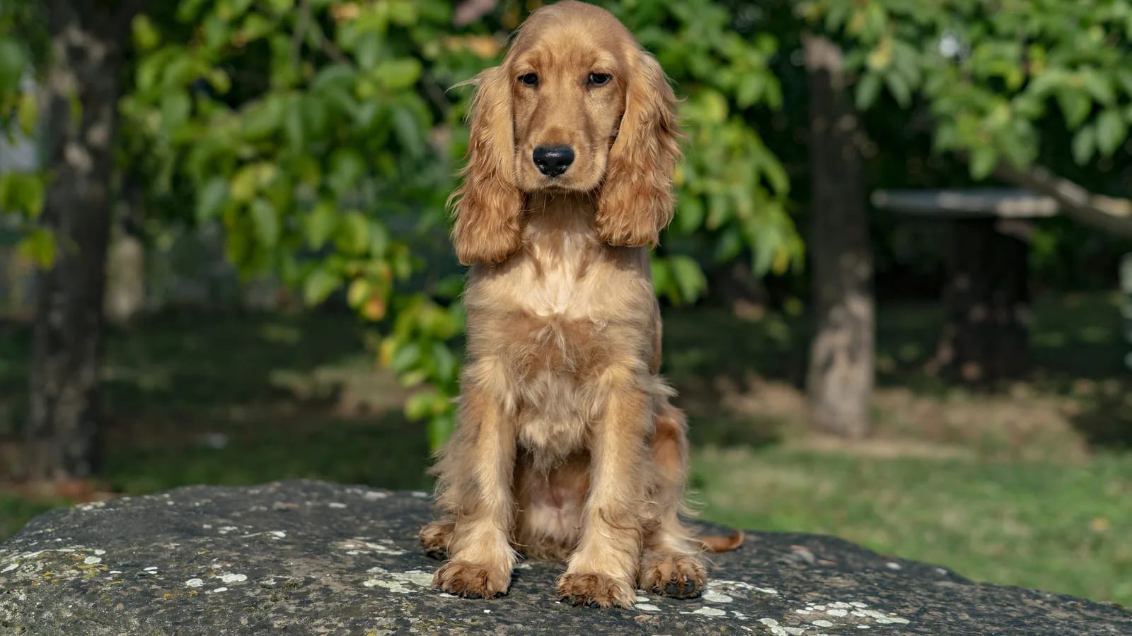 Cocker spaniel inglés dorado sentado sobre una roca en un parque, mirando al frente