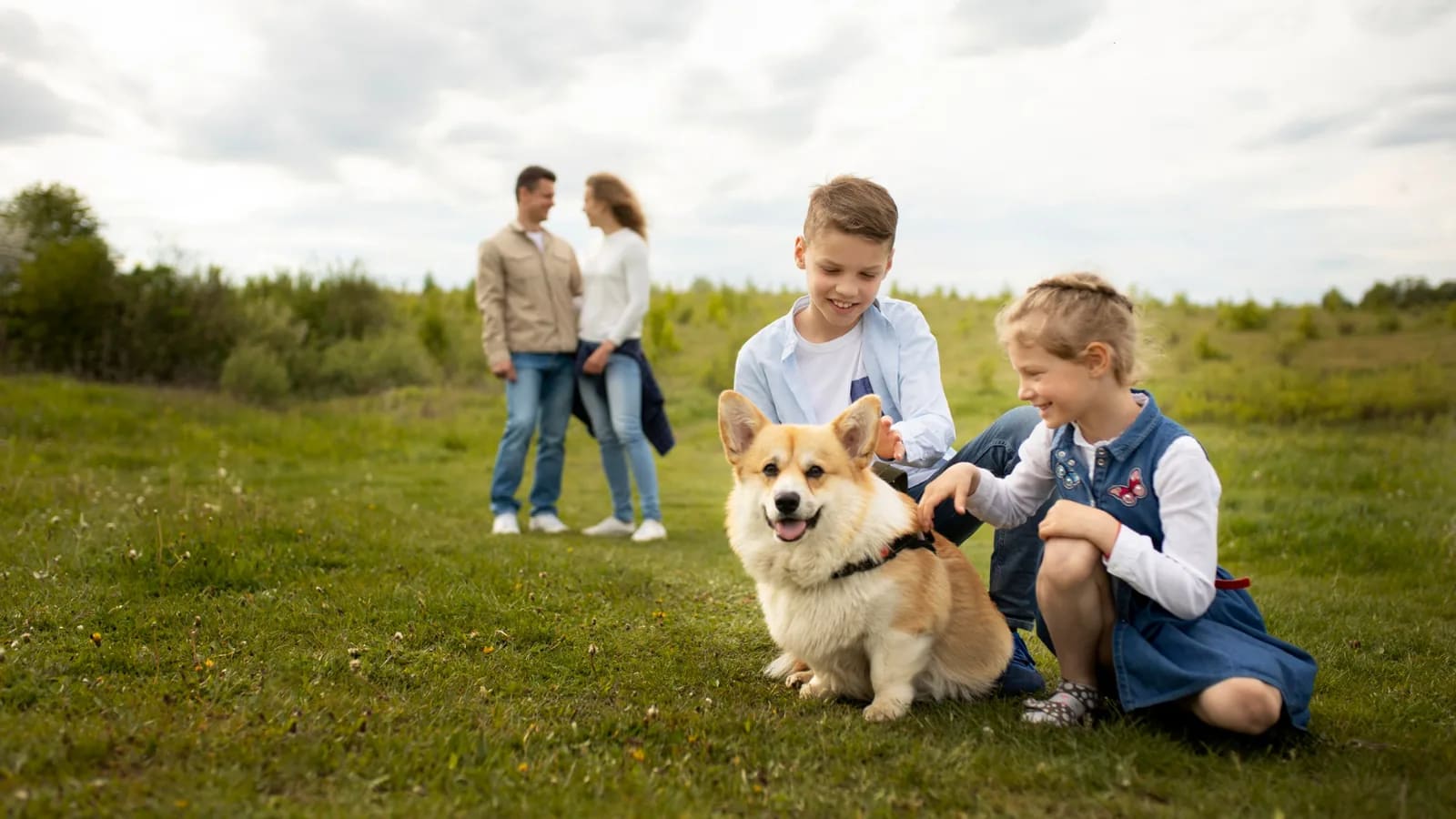 Dos niños sonrientes acarician a un corgi en un prado, con sus padres al fondo