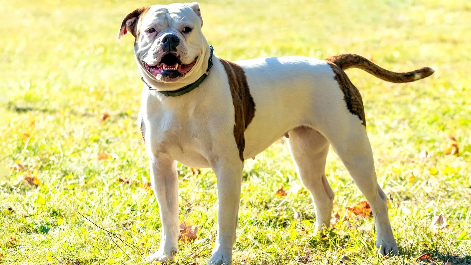 Bulldog americano blanco con manchas marrones de pie sobre el pasto, de cuerpo entero, con luz de sol
