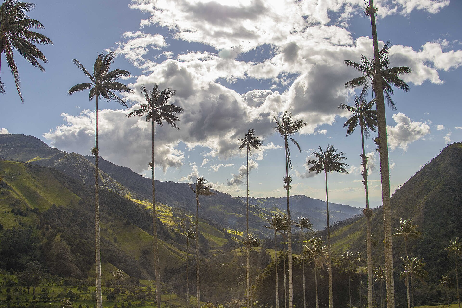 Palmas de cera en el Valle de Cocora, en la región Andina de Colombia
