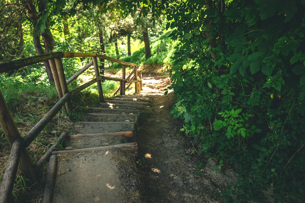 Colombia ecotourism jungle trail wooden path canopy forest