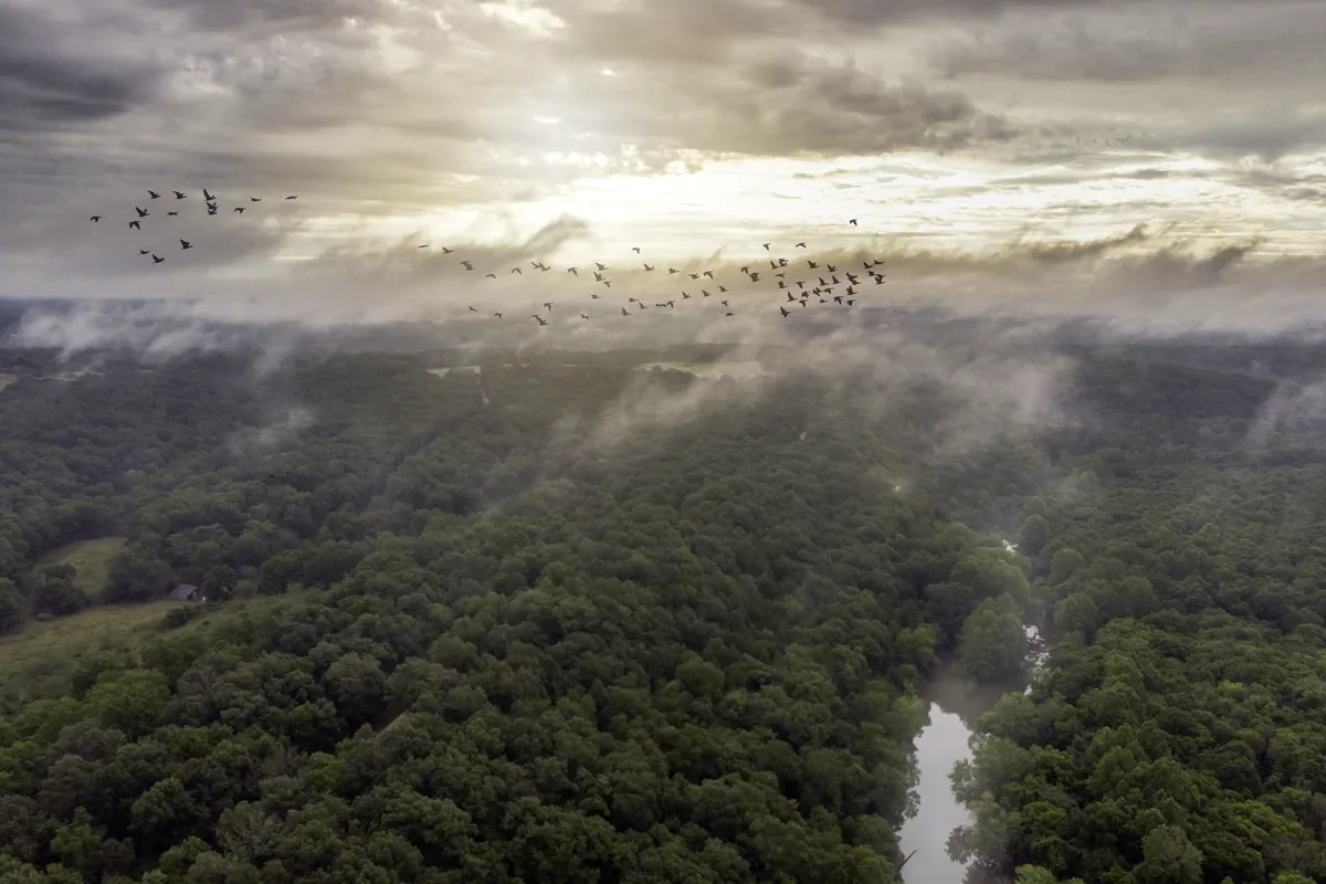 misty cloud forest Colombian Andes colorful tropical birds dawn light