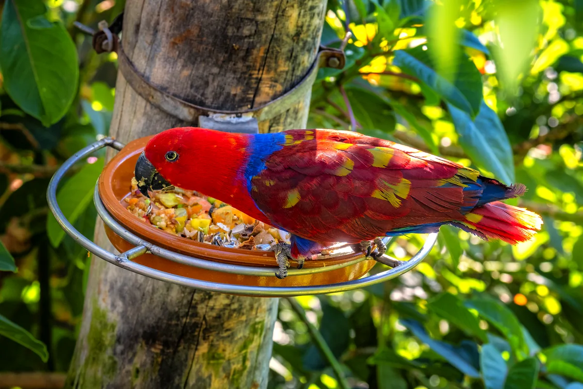 tanager birds tropical fruit feeder Colombia cloud forest natural light