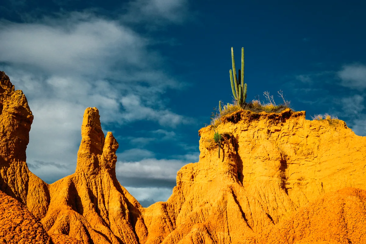 Espeletia frailejones Colombian páramo foggy rocky terrain sunrise golden light