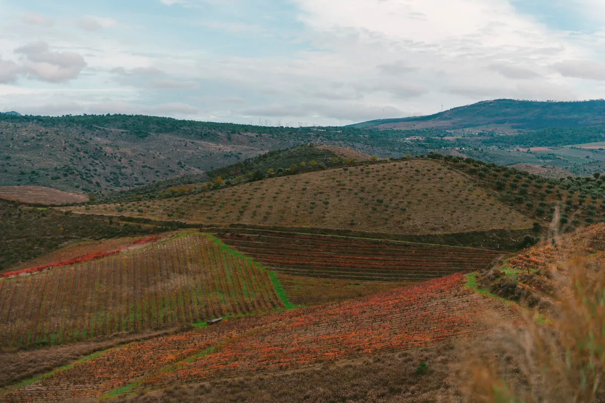 coffee plantation green hills Eje Cafetero Colombia aerial view