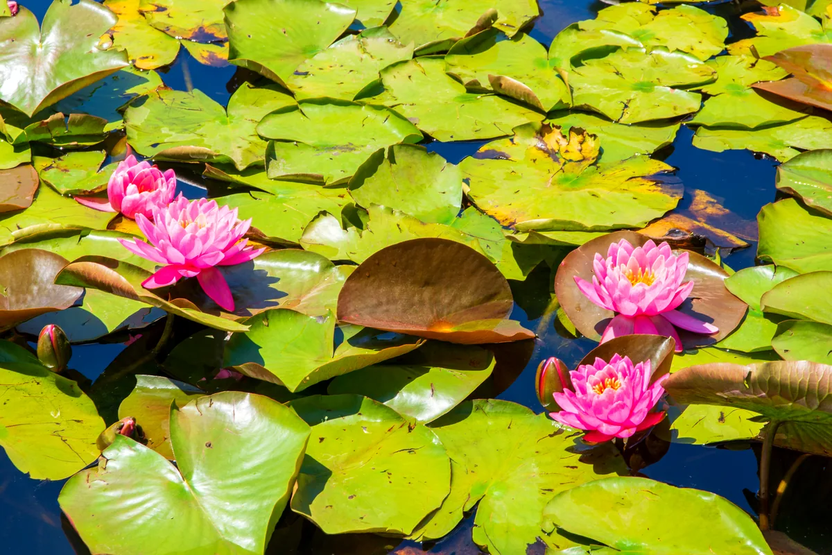 Victoria amazonica giant water lilies Amazon Colombia lake Tarapoto