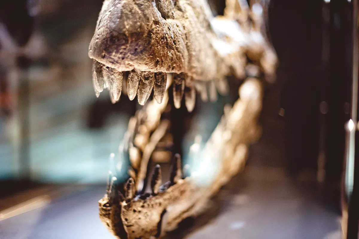 Kronosaurus fossil display Villa de Leyva museum Colombia prehistoric marine reptile skeleton