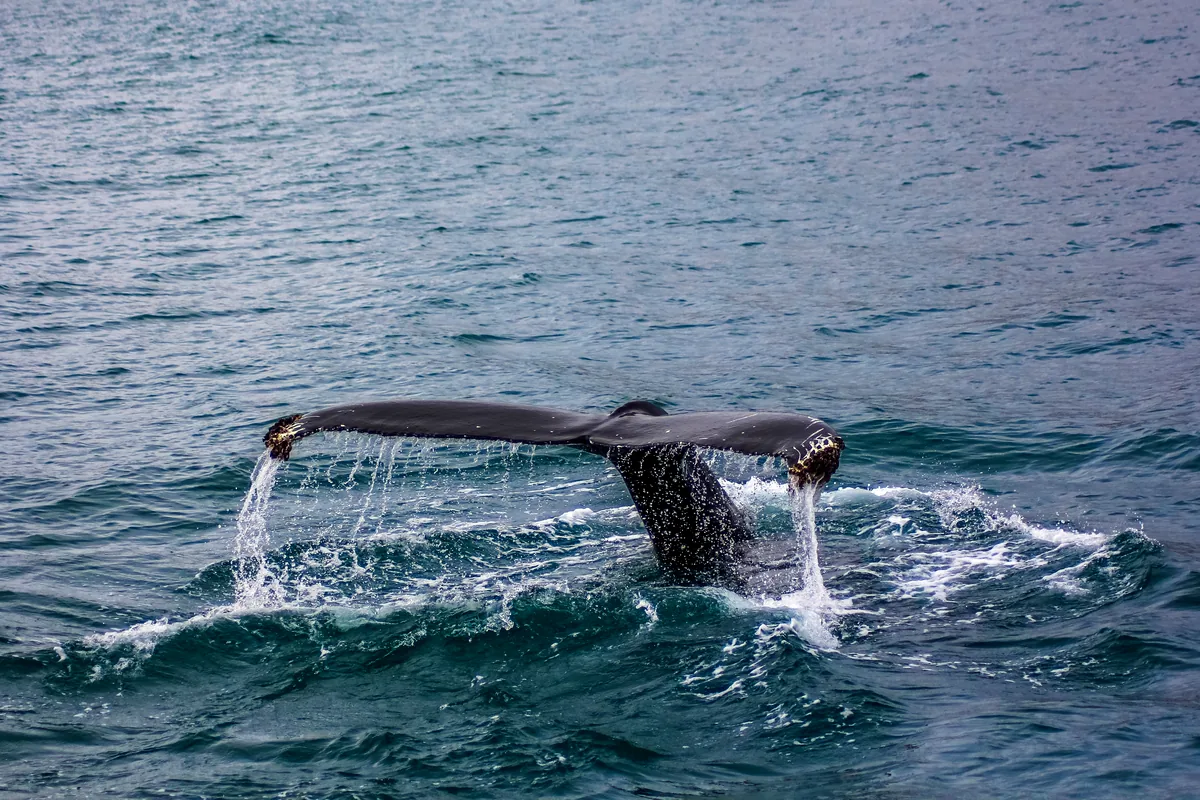 Humpback whale jumping Pacific Ocean Colombia coast