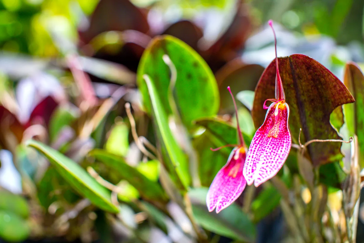 Amazon rainforest Victoria regia water lily pink dolphin river Colombia