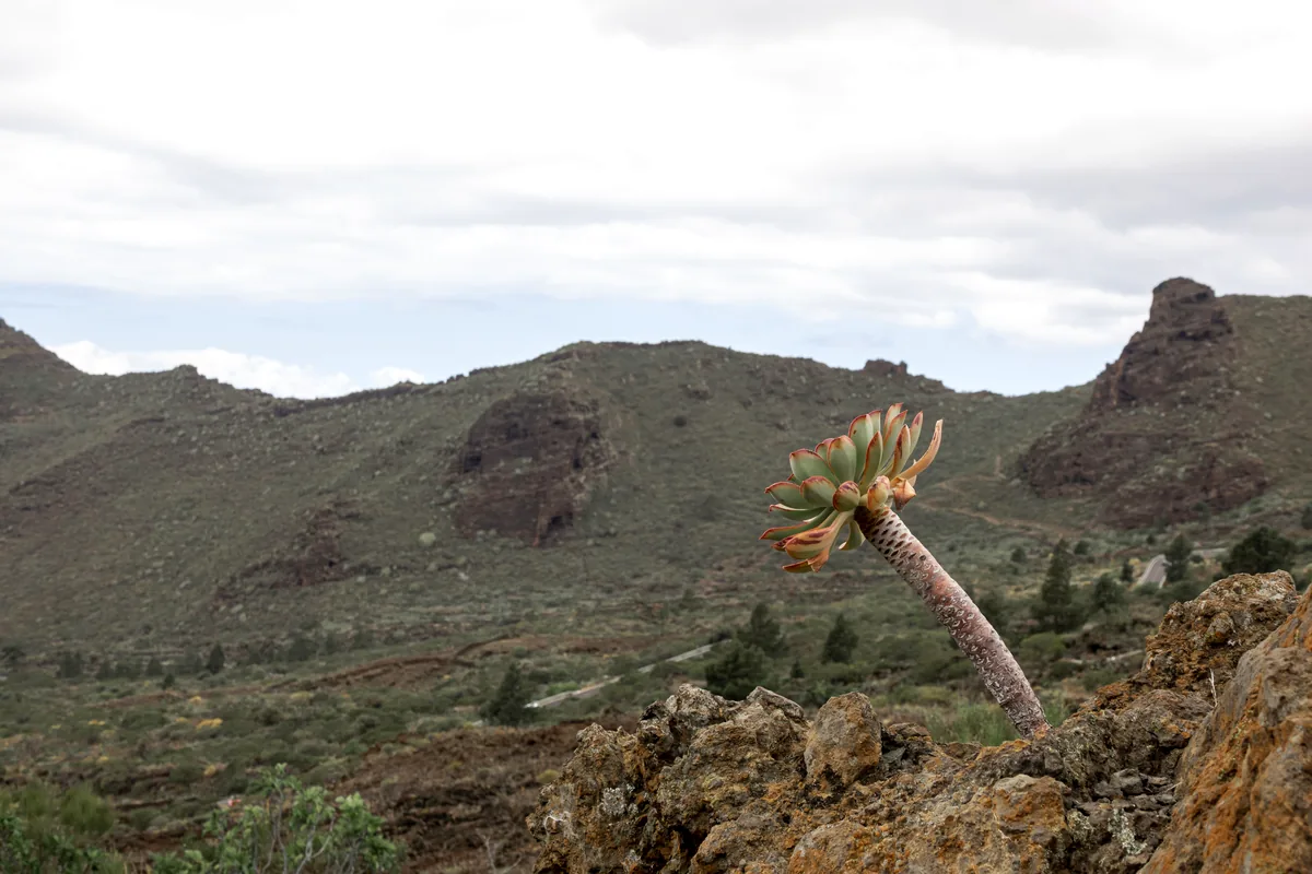 frailejones paramo El Cocuy Colombia high altitude trekking trail mountains
