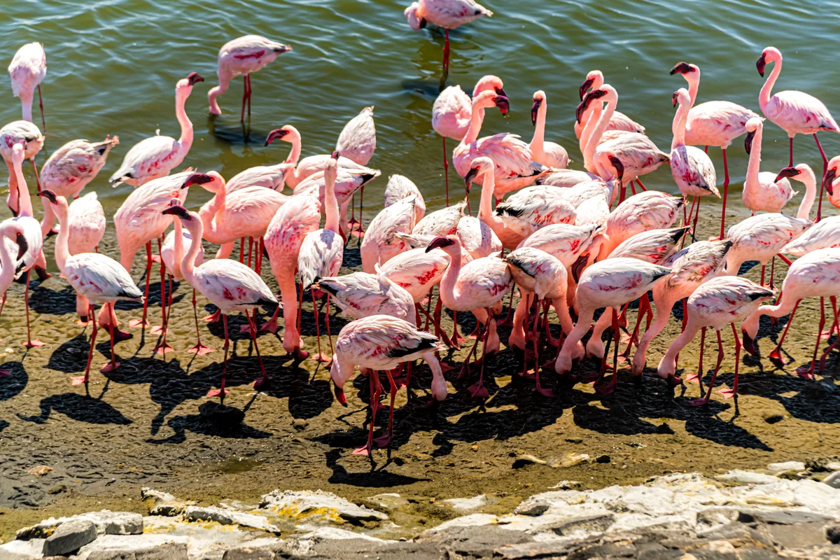 La Guajira Colombia flamingos lagoon Santuario Los Flamencos pink birds wildlife