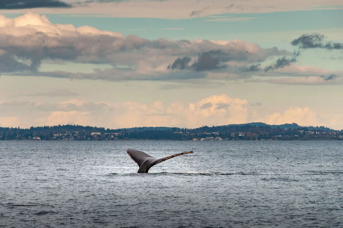 humpback whale jumping Pacific ocean Colombia turquoise water