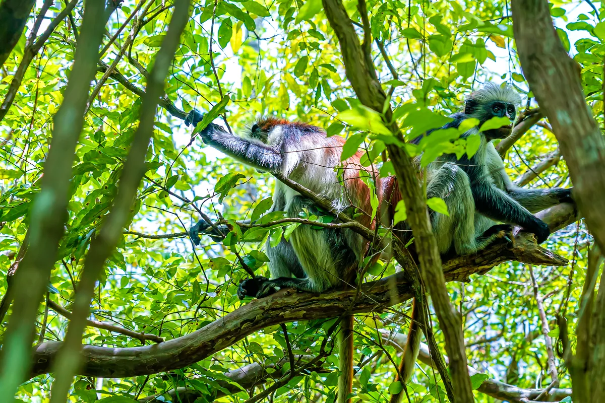 Tayrona National Park Colombia jungle trail howler monkey trees