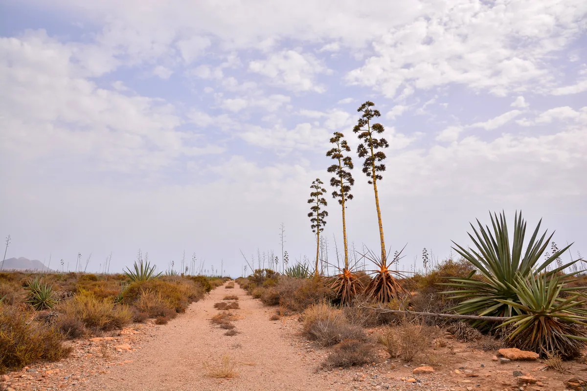 dusty dirt road through desert cactus landscape La Guajira Colombia leading to Cabo de la Vela