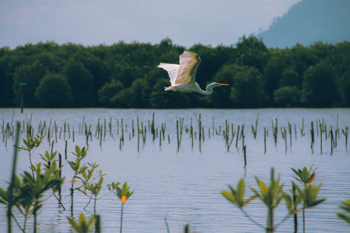 Coveñas Colombia mangrove Cienaga Caimanera boat tour birds
