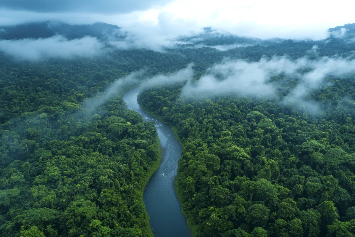 lush colombian amazon rainforest canopy aerial view with river winding through dense jungle