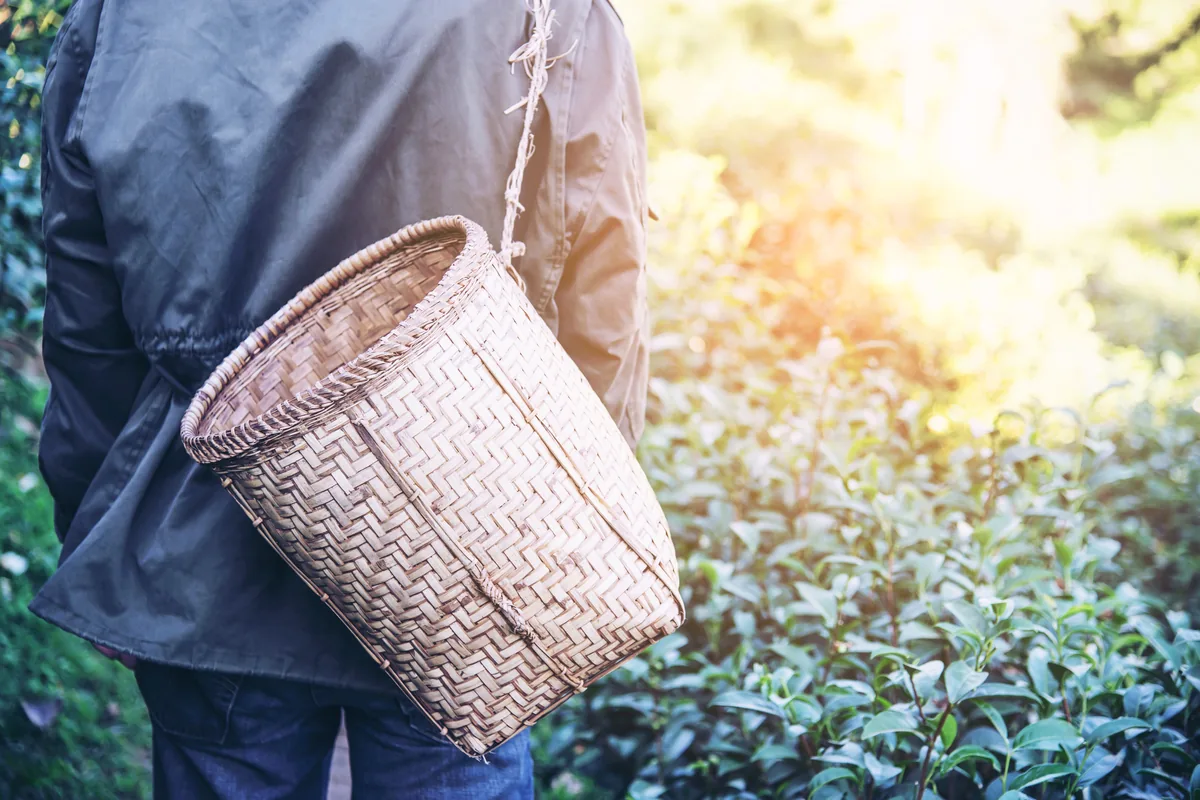 traditional colombian coffee farm green mountains harvested coffee beans wicker basket