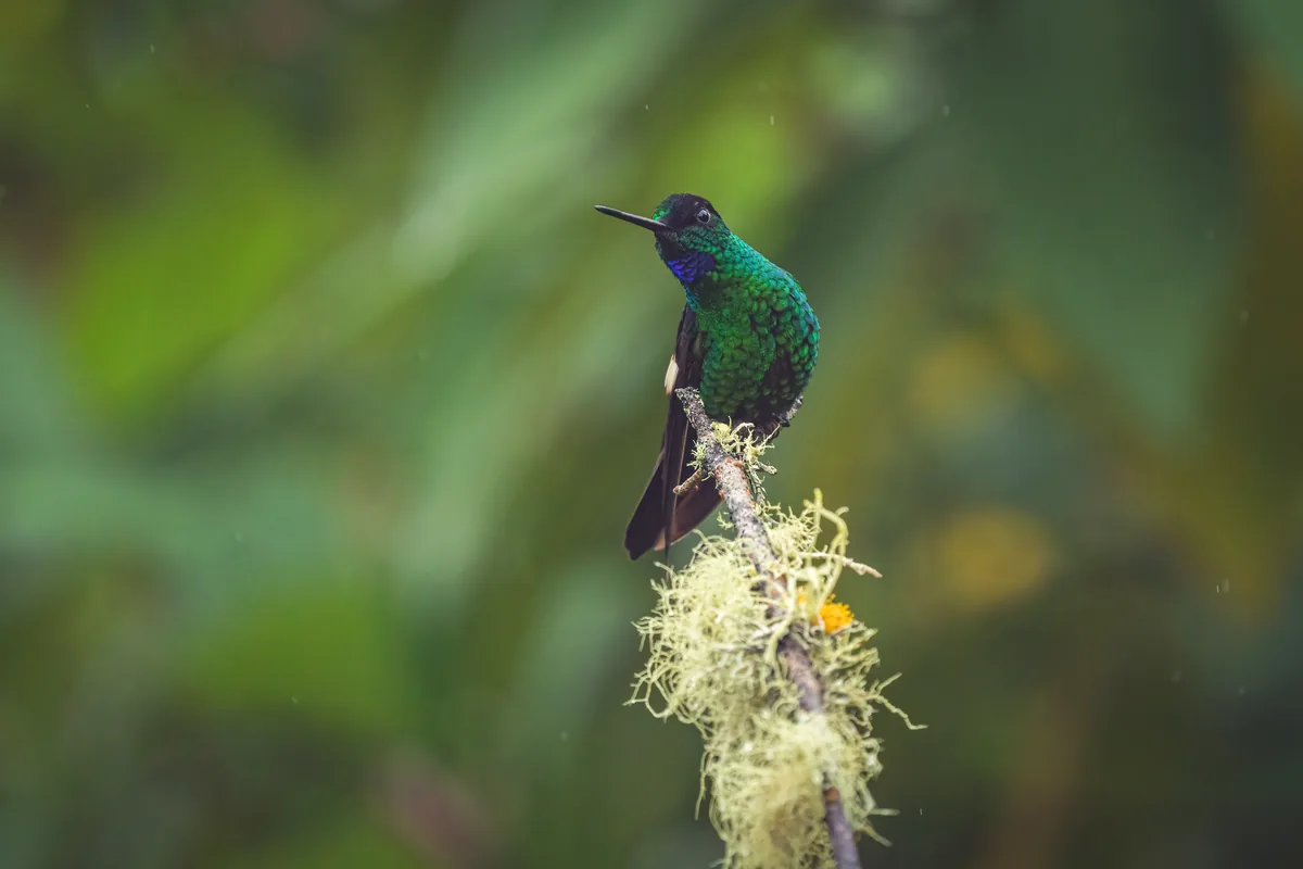 quetzal bird Colombia cloud forest branch green feathers wildlife photography
