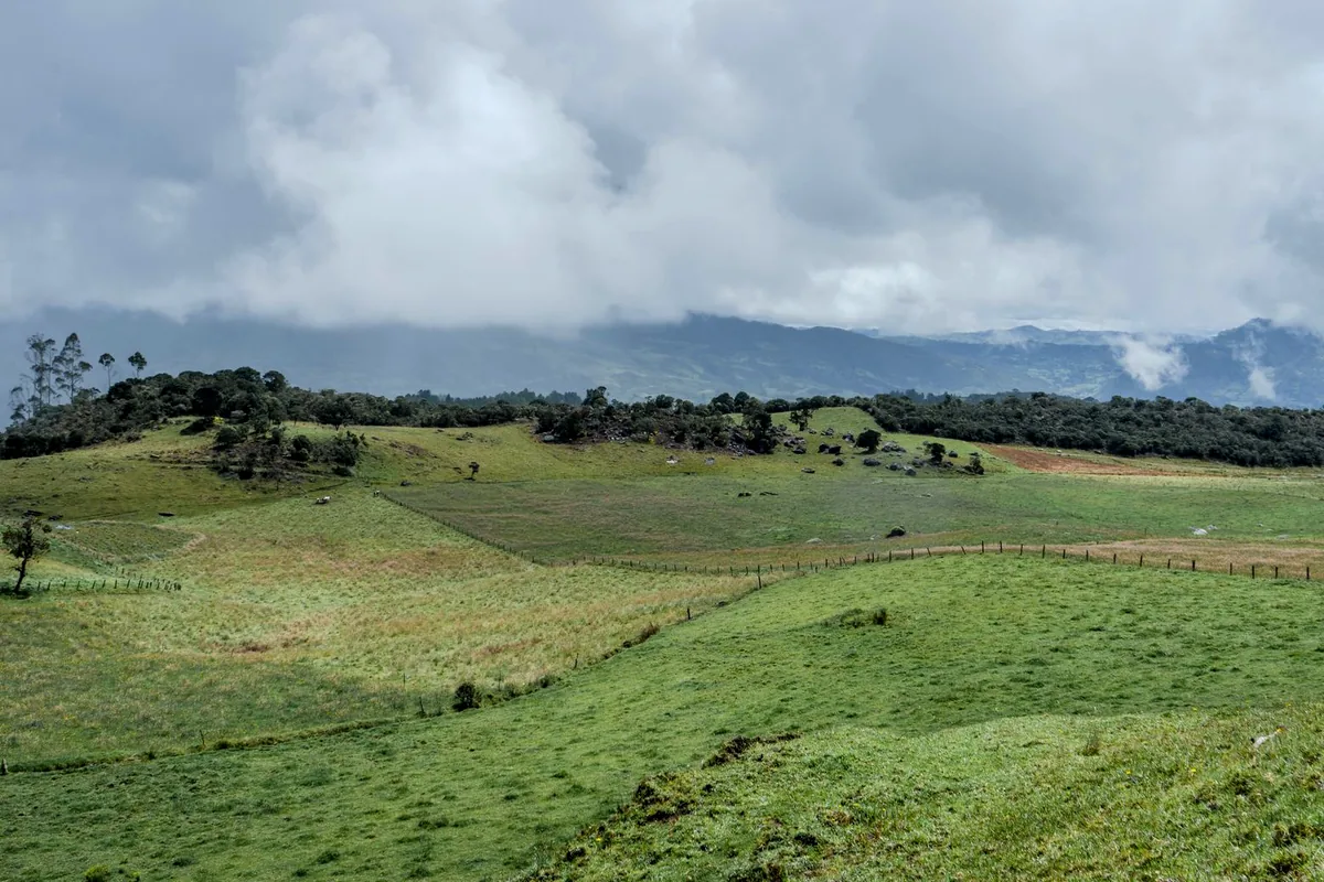 Colombian coffee farm harvest rural landscape no people