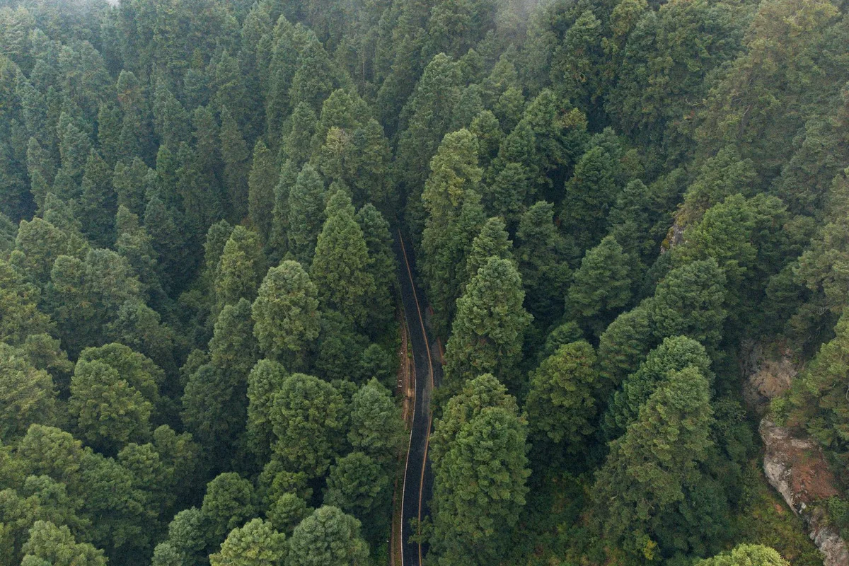 Amazon rainforest canopy Colombia drone view sustainable ecotourism landscape no people