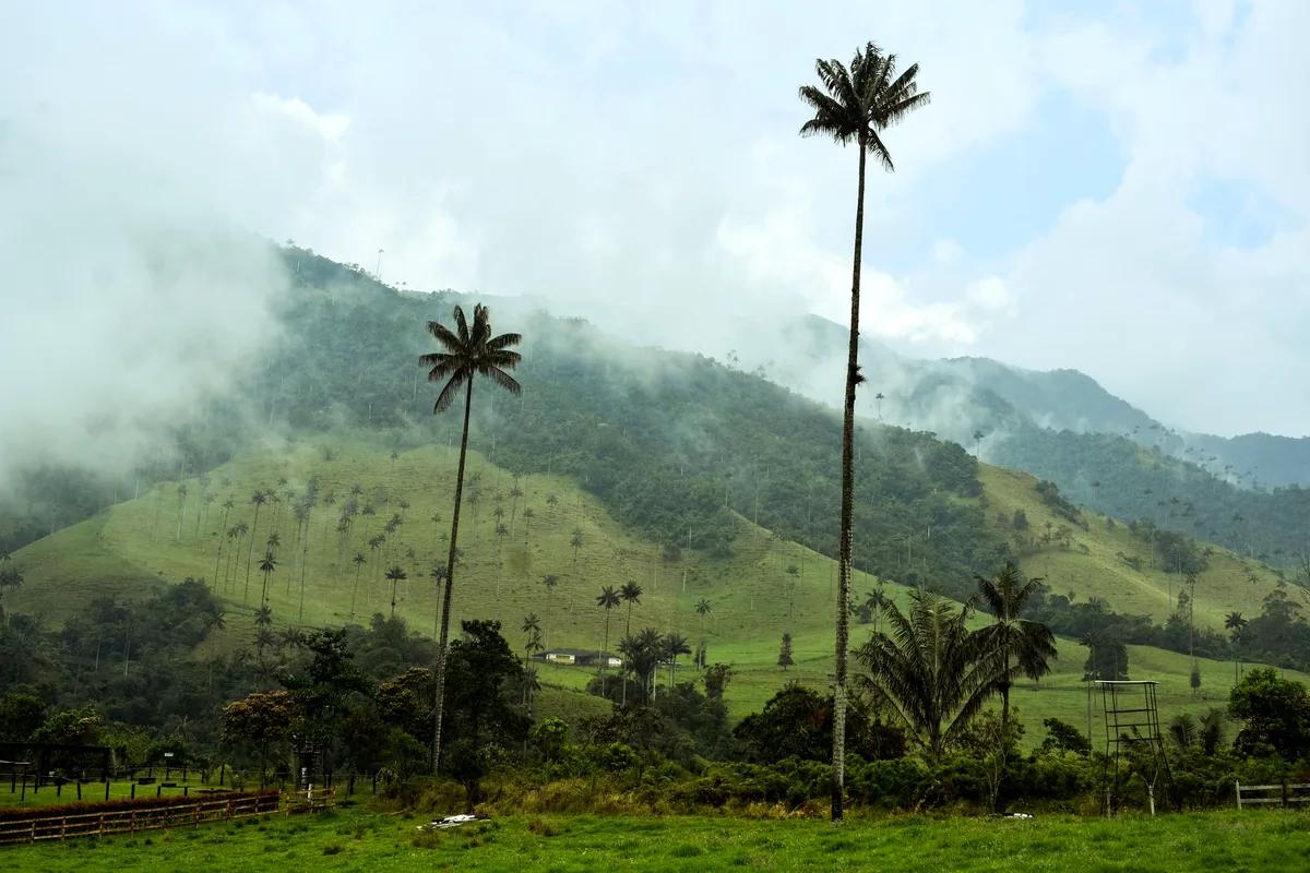 Cocora valley Colombia tall wax palm trees misty mountains landscape