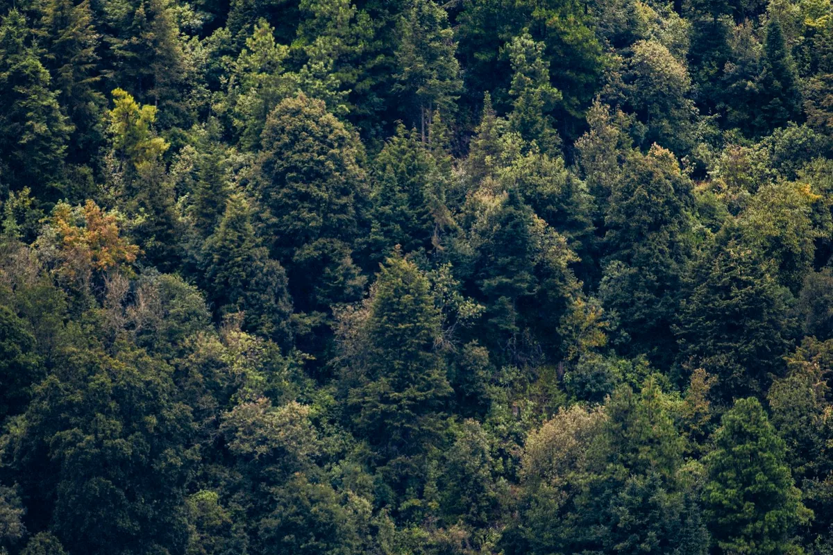 dense tropical cloud forest Colombia colorful birds perched branches aerial canopy view