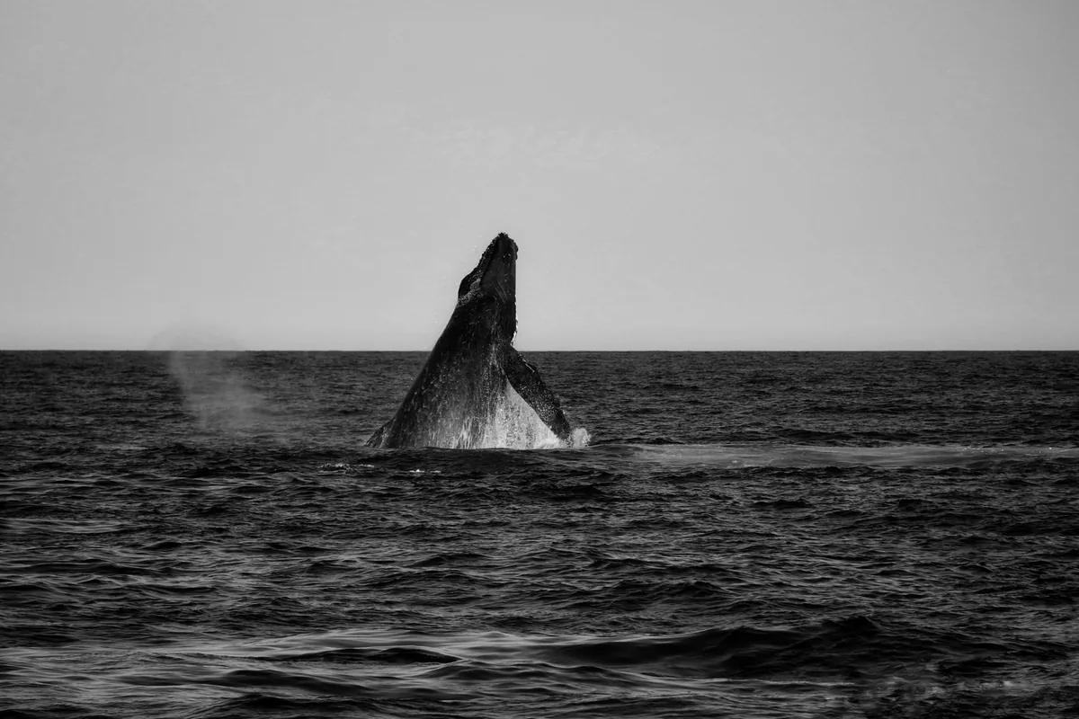 Humpback whale jumping Bahia Malaga Colombia Pacific ocean aerial view