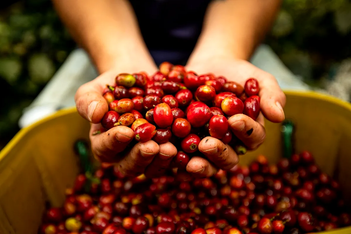 traditional colombian coffee farm finca cafetera red coffee cherries harvest wooden balcony architecture