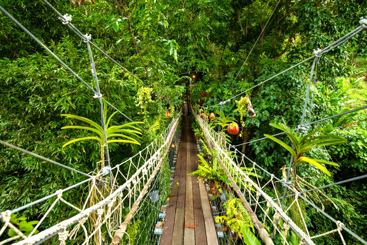 Amazon jungle canopy walkway tall trees Leticia Colombia aerial view