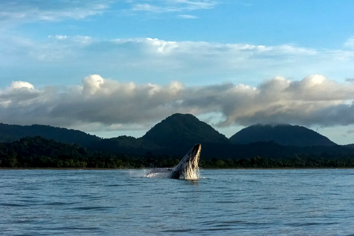Humpback whale breaching Pacific Ocean Colombia Chocó