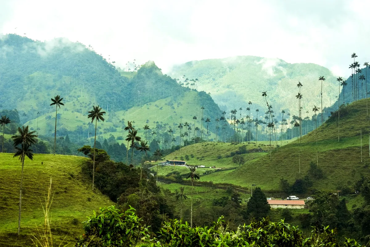 Colombian coffee region green mountains plantation Quindio aerial