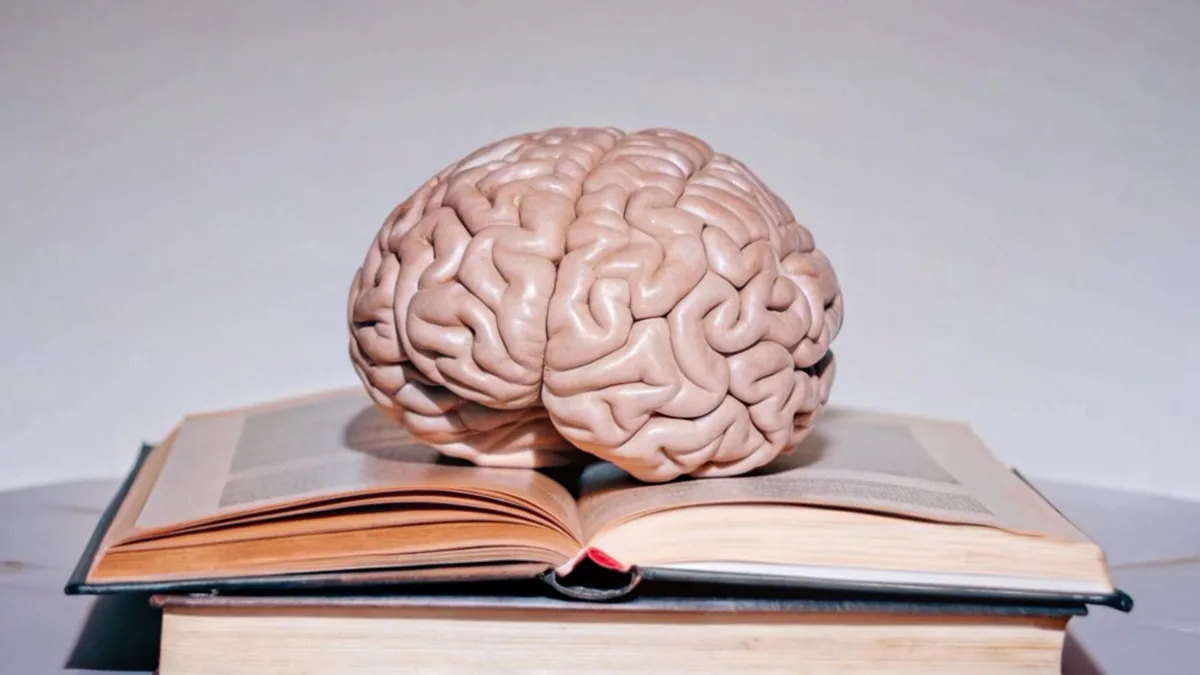 Modelo anatómico de un cerebro apoyado sobre libros abiertos