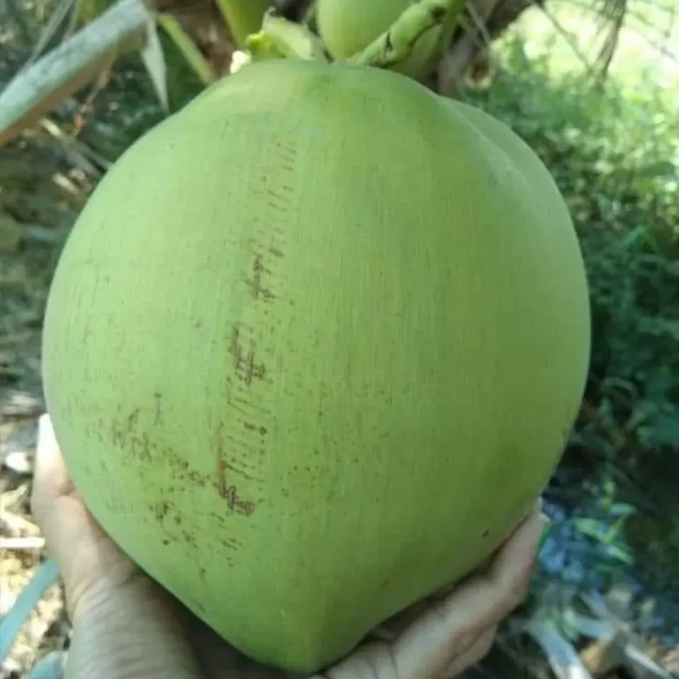Thai Coconuts