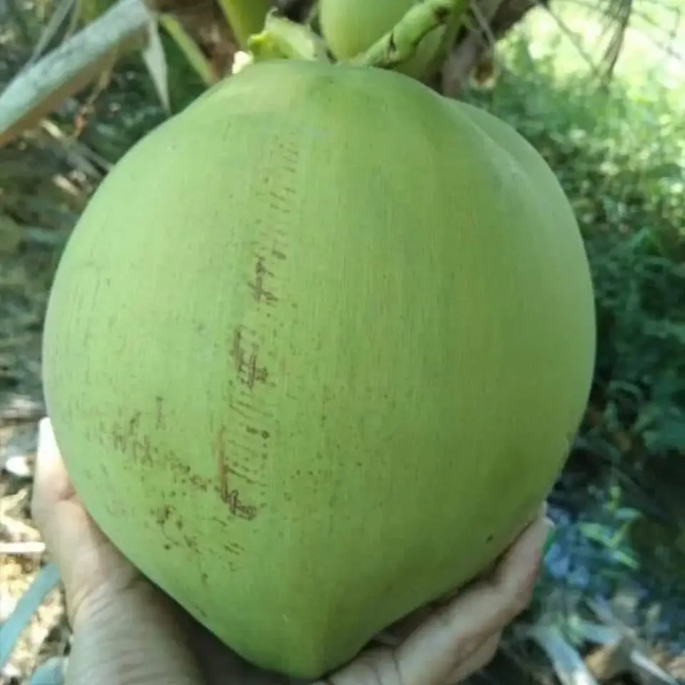 Thai Coconuts