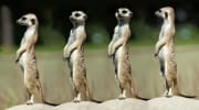 Meerkat