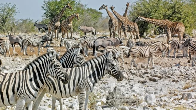 African animals - zebras and giraffes.