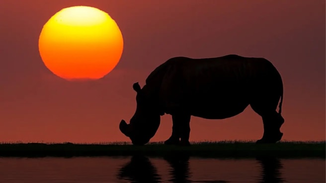 African Rhino drinking water at sunset.