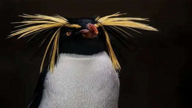 Animal Fun Facts (100+ Unbelievable Facts) | Quiz Beez Animal Fun Facts (100+ Unbelievable Facts) | Quiz Beez