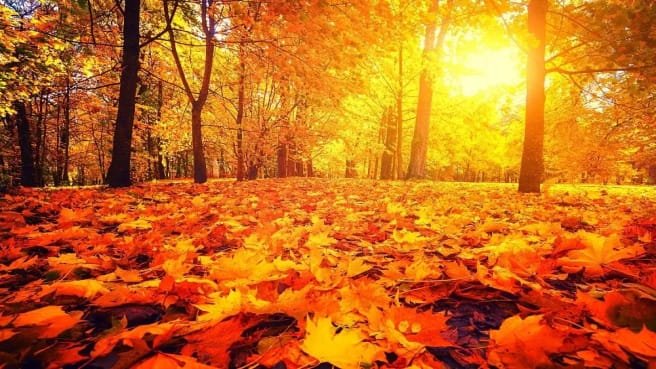 A forest in the autumn with many red leaves.