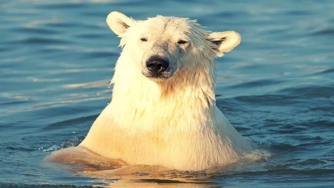 White polar bear in the water.