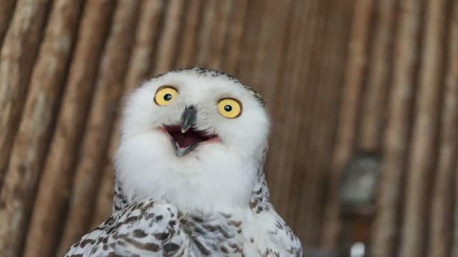 A funny owl - a magnificent bird.