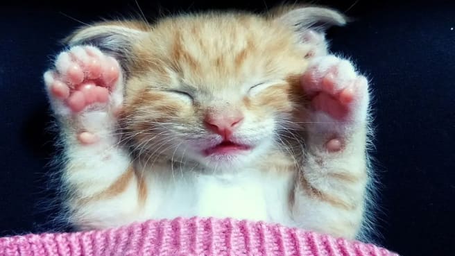 A funny kitten raising his hands to another cat.